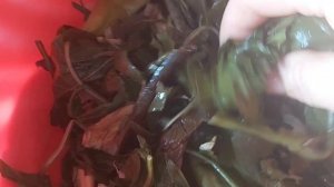 ЛЮБИМАЯ ЗАКУСКА - ТЯЙМИТИКЕ.ГОТОВИМ ЗА 25 МИНУТ.