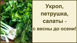 Выращивайте зелень для здоровья: укроп, петрушку, салаты и другое