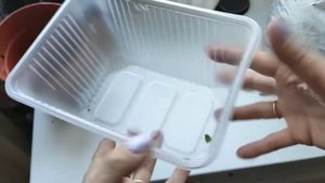 Как вырастить лук на зелень в бутылке, в контейнере на подоконнике.