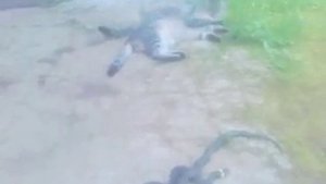 в первые на ютубе  - кошки против черной мамбы