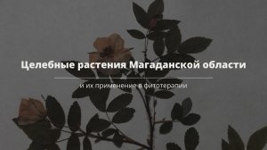 Целебные растения Магаданской области и их применение в фитотерапии