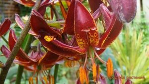 Лилия видовая Клод Шрайд (lilium) ? лилия Клод Шрайд обзор: как сажать луковицы лилии Клод Шрайд