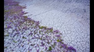 Чили: пустыня Атакама, розовые цветы - Chilean Atacama Desert covered: pink flowers