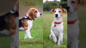 Бигль или Джек Рассел терьер?
