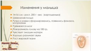 19 неделя беременности: особенности, изменения, рекомендации