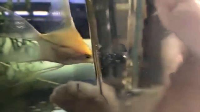 Кот рыболюб и скалярия