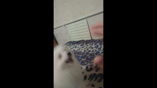 Японский шпиц.