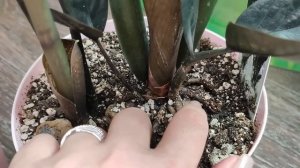 ПОЧЕМУ НЕ РАСТЕТ ЗАМИОКУЛЬКАС? Быстрое решение проблемы!  Правила в выращивании Замиокулькаса