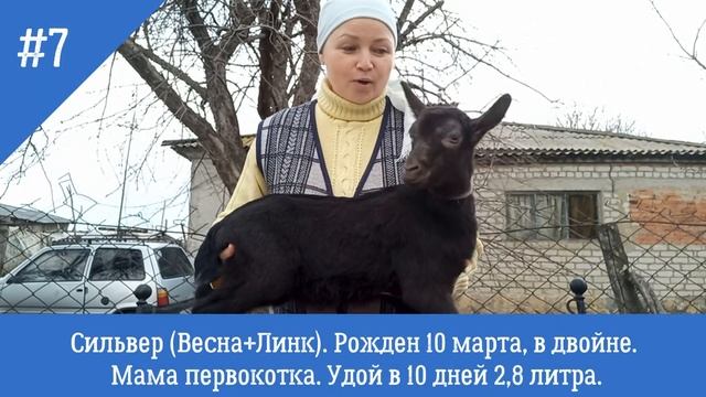 Срочно! Продаем коз, козочек, козликов. За двух и более скидка. Альпийская порода. Высокие удои. смотреть онлайн