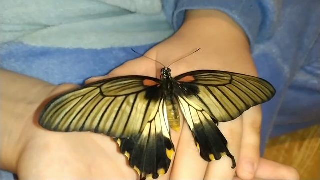 Как кормить бабочку Лёви смотреть онлайн