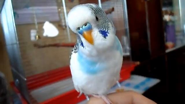 Говорящий попугайчик Антошка-Капитошка смотреть онлайн