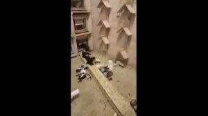 Бойные Голуби Германии . Просто Класс (Albin Weber , Solms, Германия )