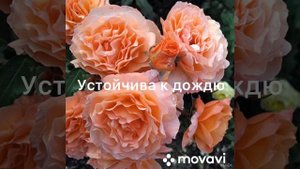 Самые красивые розы в оранжевых тонах