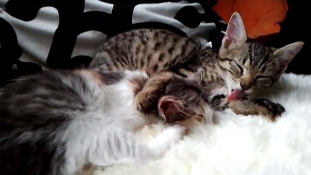 Кот чистит ушко кошке смотреть онлайн