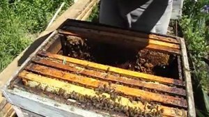 пчелы отводка сделанного от роевой семьи не выходят из роевого состояния - что делать