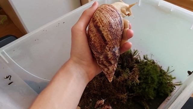 ВСЕ МОИ УЛИТКИ АХАТИНЫ И АРХАХАТИНЫ. УЛИТКИ ОТ ВИКТОРИИ САМАЯ ЧЁРНАЯ И САМАЯ БЕЛАЯ МОЯ УЛИТКА смотреть онлайн