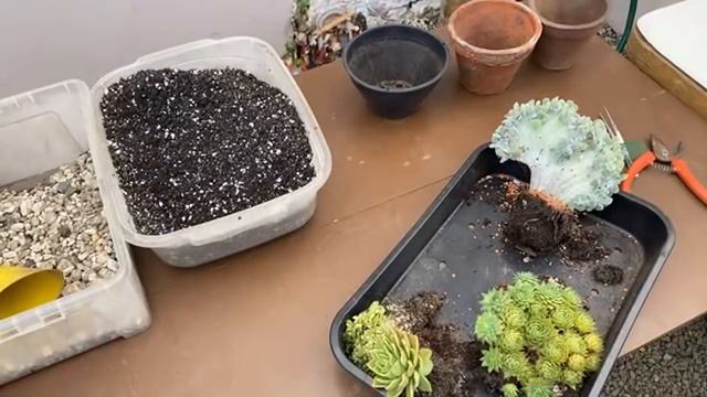 SUCULENTAS DA COLEÇÃO COMO EU CULTIVO 🍀 смотреть онлайн