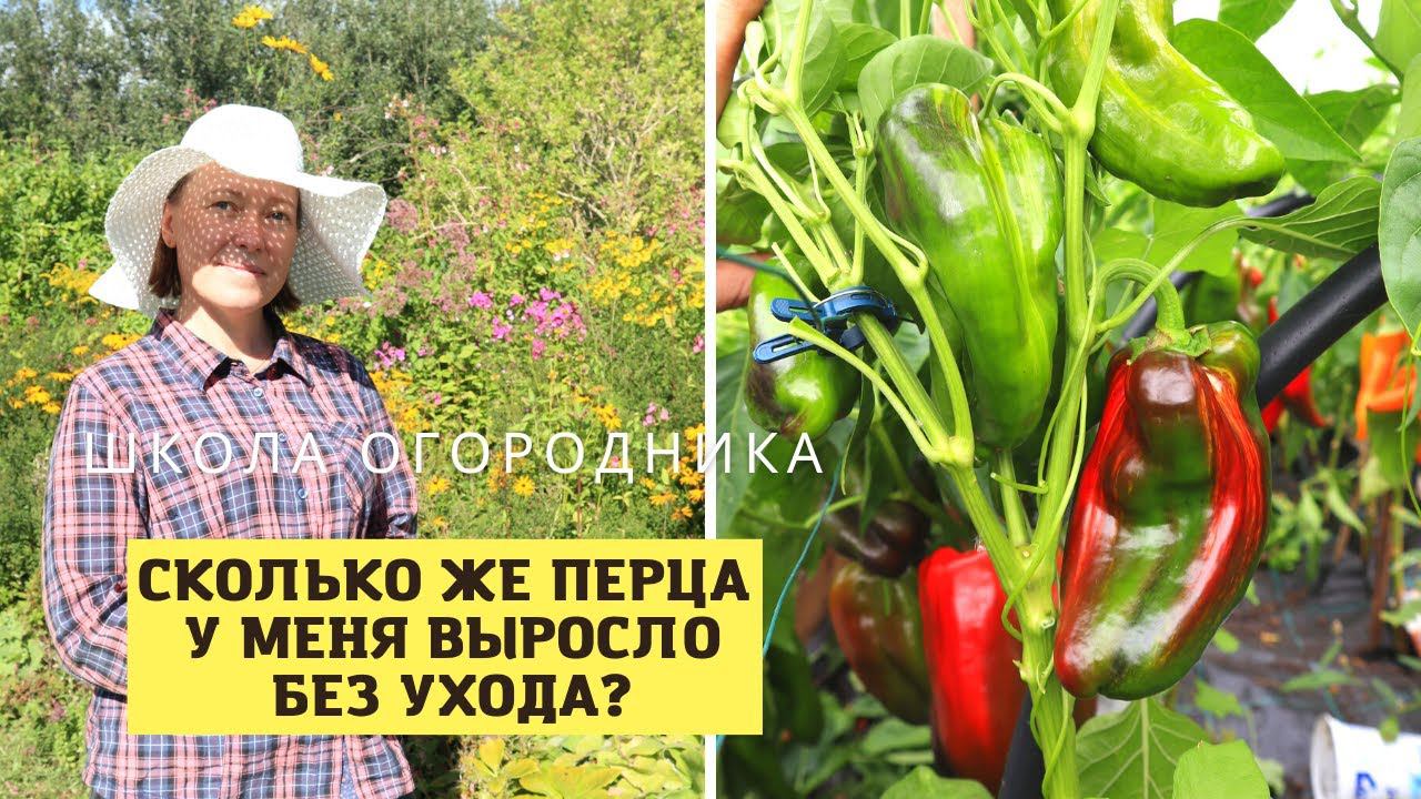 Осталась без перца? Не была на даче два месяца! Обзор перца по сортам