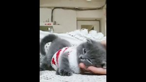 Настоящий кот даже из самого дальнего закутка квартиры слышит, как на кухне открывается холодильник