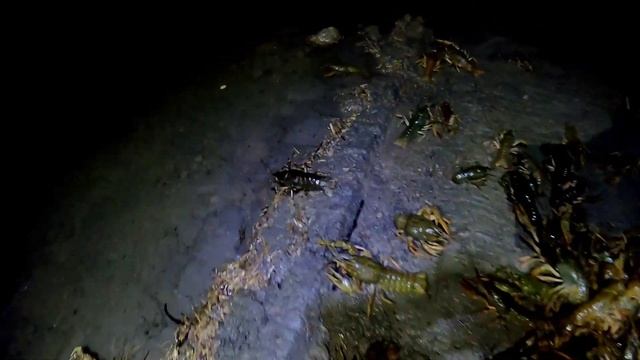 Жизнь у пруда запуск и розведение раков в пруду на участке первые жители... смотреть онлайн