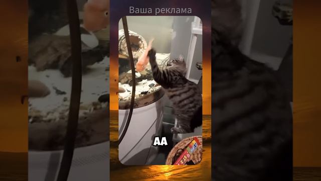 Смешные видео | ВЗАИМНАЯ ПОДПИСКА | Смешные коты | Приколы с животными | Вирусные видео | С ОЗВУЧКОЙ