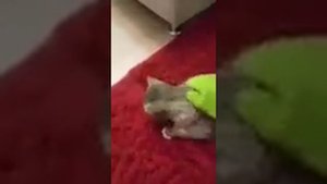 Как почистить кошку от шерсти. Гринвей отзывы.