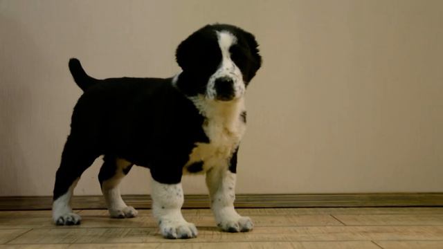 ОЕССЕНН СТИЛЬ Элуна ПРОДАЕТСЯ +79501931664 смотреть онлайн