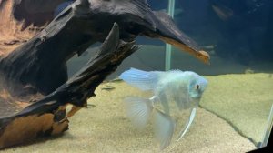 Аквариум со скаляриями