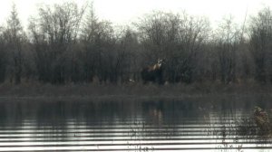 НЕПУГАННЫЕ ЛОСИ КОЛЫМЫ