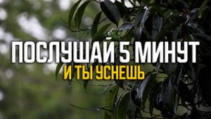ПРОСТО ПОСЛУШАЙ 5 МИНУТ УСПОКАЮЩИЙ ЗВУК ДОЖДЯ ДЛЯ СНА В ЗЕЛЕНОМ ЛЕСОПАРКЕ И ТЫ УСНЕШЬ