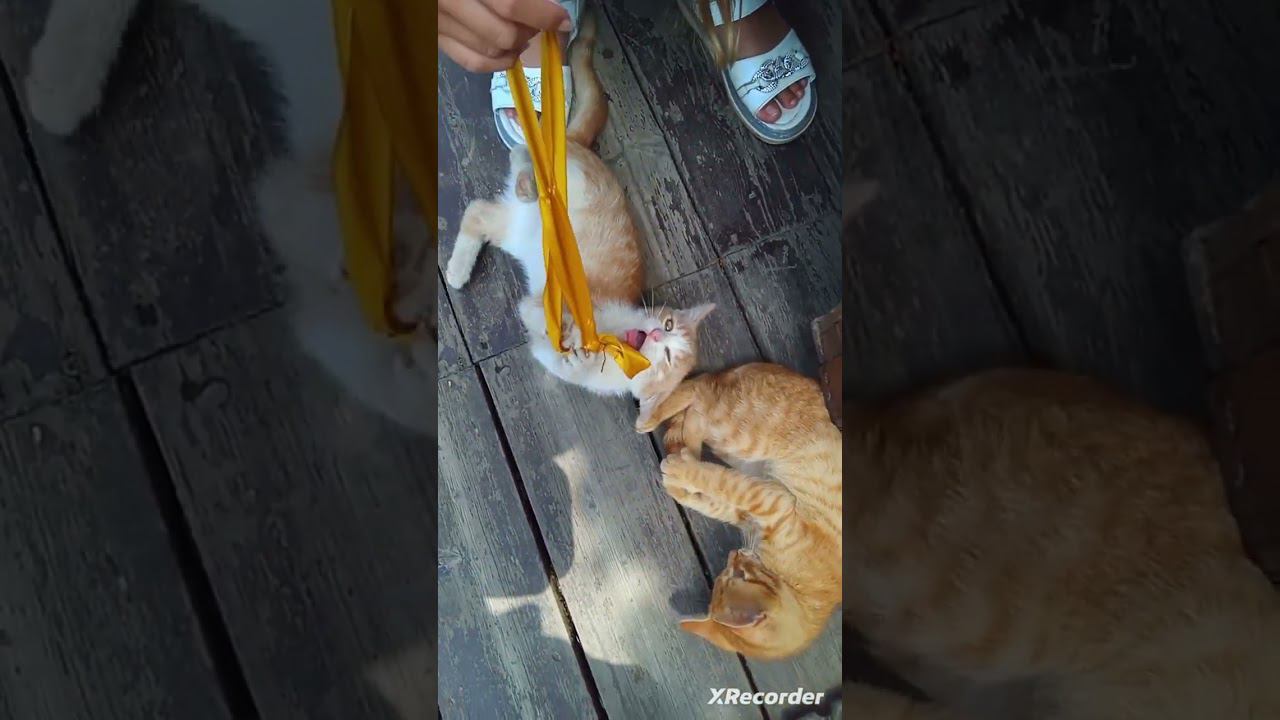 котята весёлые ролики