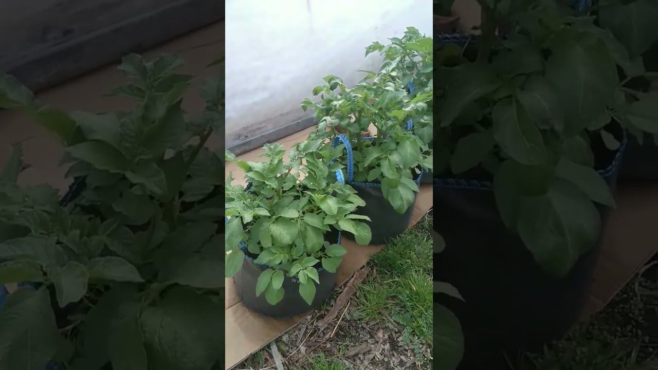 Картофель в мешках. Ранний урожай картофеля в Сибири.