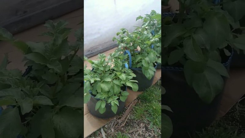 Картофель в мешках. Ранний урожай картофеля в Сибири.