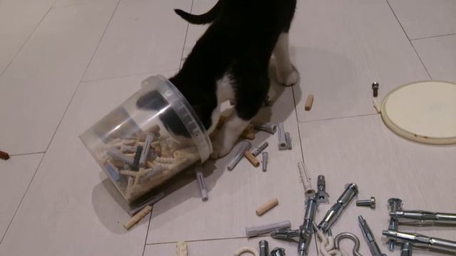 Валли "выбирает" дюбеля 22 09 14 смотреть онлайн