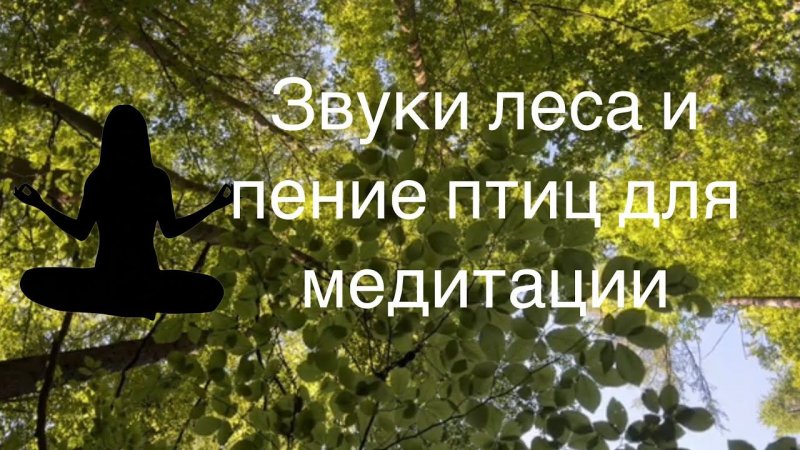 Пение птиц, Звуки леса, Звуки природы для медитации. Bird Chirping /Vogelzwitschern