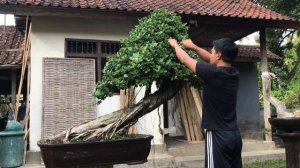 Bonsai ficus beringin dolar XL ||  cutting Ficus Coreana