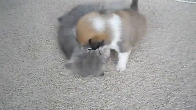 Малыши играют смотреть онлайн