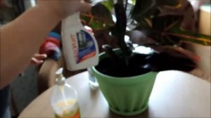 Кротон.  Как избавится от клещей. Из собственного опыта