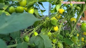 КАК ПРАВИЛЬНО ОБРЕЗАТЬ ЛИСТЬЯ У ТОМАТОВ.