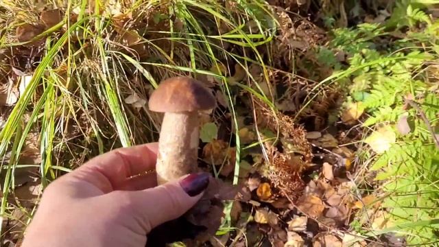 ?Грибы ледяные? смотреть онлайн