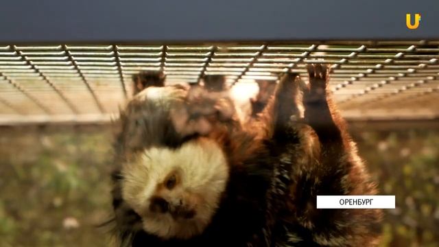 UTV. Животные оренбургского ZooLand на грани выживания смотреть онлайн