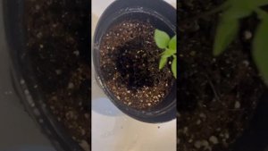 Пикировка острого перца Каролина Рипер (в квартирных условиях!)