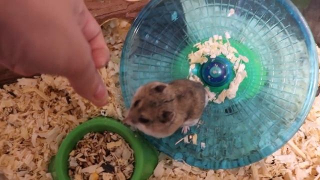 КИТАЙСКИЙ ХОМЯЧОК :) смотреть онлайн