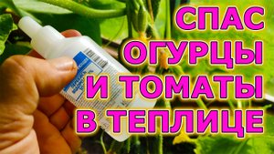 Спас без химии огурцы и томаты в теплице от болезней! Собираю ведрами на даче урожай каждый день!