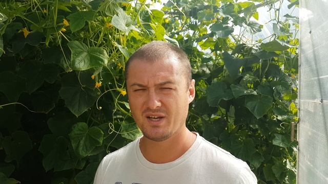 ТЛЯ НА ОГУРЦАХ. КАК БОРОТЬСЯ И ПОБЕДИТЬ! смотреть онлайн