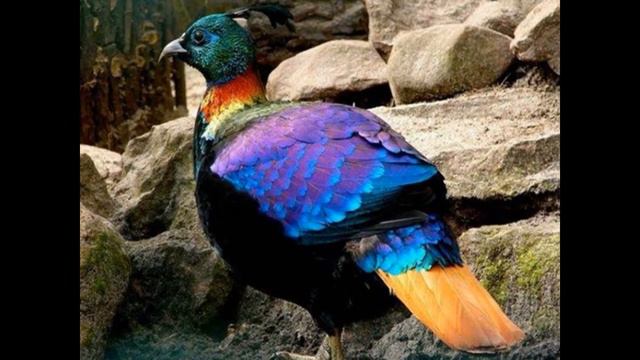 Редкие Птицы смотреть онлайн