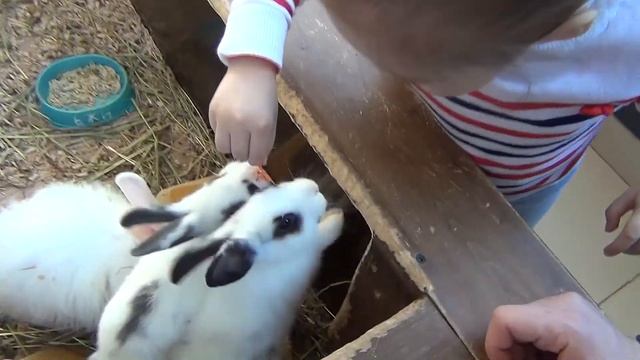 VLOG. Поющая рыба, танцующий енот и другие животные в контактном зоопарке с Alisa Princess смотреть онлайн