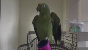 я и мой зелёный попугай | часть IV