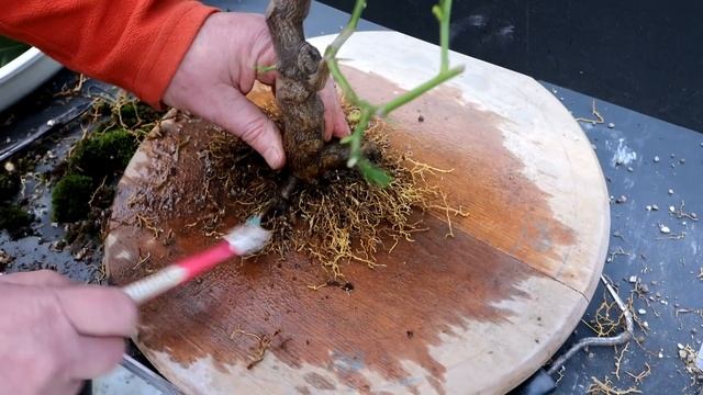 My Lemon Tree Bonsai, Part 2, The Bonsai Zone, Feb 2022 смотреть онлайн