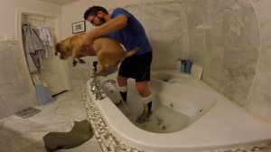 Как купать собаку